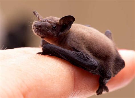 Common-Pipistrelle-(Pipistrellus-pipistrellus) - www.birdwords.co.uk