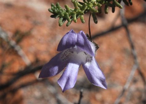 Australian Desert Plants - Scrophulariaceae