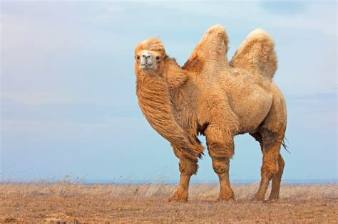Gobi desert animals | CorrectMongolia