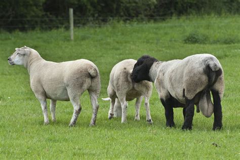 Preparing for the breeding season on sheep farms - Agriland