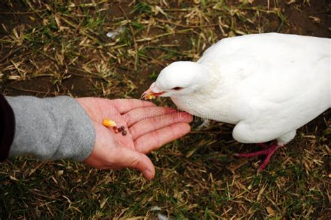 Feeding pigeon stock photo. Image of bird, dove, girl - 22858982