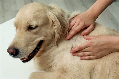 How Do You Treat Folliculitis In Dogs