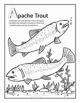 Apache Trout Coloring Page sketch template