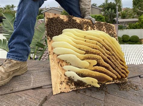 San Diego Bee Removal - Beehive Removal - Bee Proofing