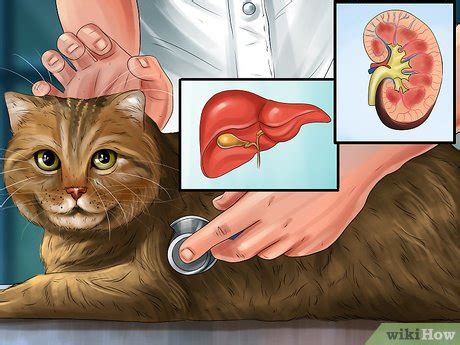 How to Give Amlodipine Besylate to Cats with High Blood Pressure