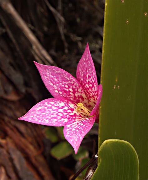 a pink flower with white spots on it