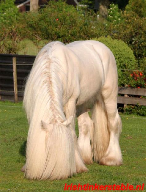 cremello Irish tinker | Pretty horses, Horses, Beautiful horses