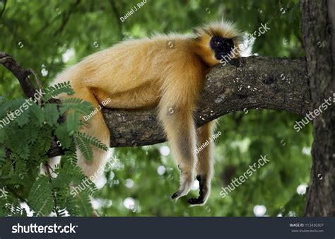 Gee'S Golden Langur, Primate, Guwahati, Assam, India. Golden Langur At Rest In A Tree. Stock ...