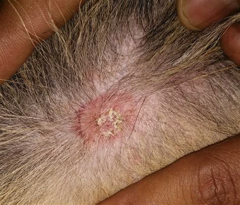 Groin Rash on Dog [With Photos]: Our Vet Shares What to Do