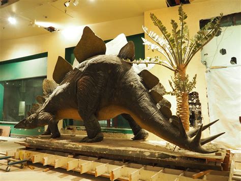 Stegosaurus arrives at Ithaca's Museum of the Earth