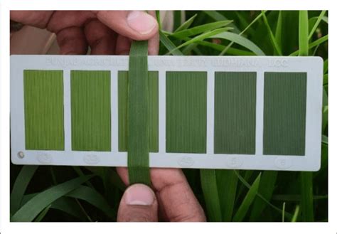 | Leaf color chart as implemented by the Punjab Agricultural University ...