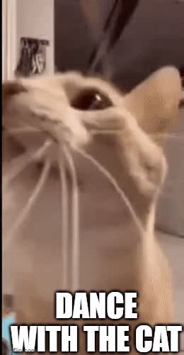 Animated Gif Dancing Cat