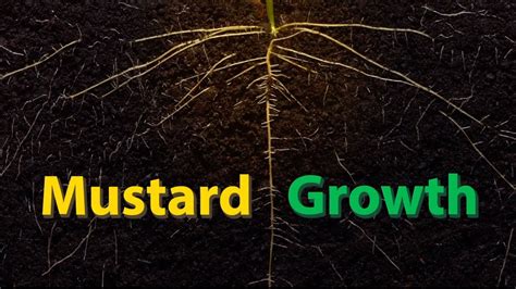 Mustard Growth - Time Lapse - YouTube