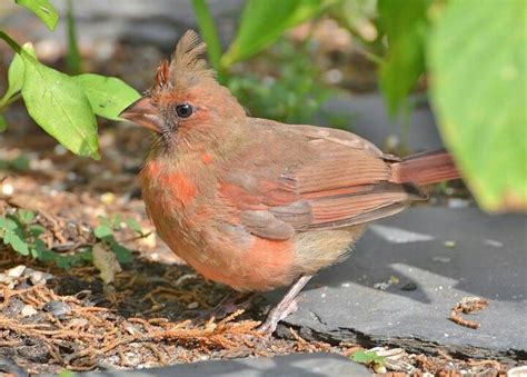 Juvenile cardinal - note the dark beak | Bird life list, Animals, Cute ...