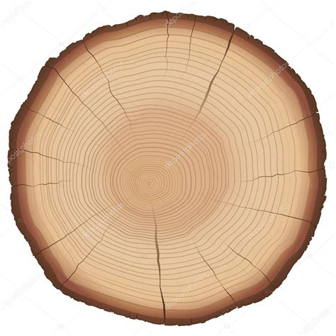 Annual Rings Tree Trunk Cross Section Stock Vector Image by ©Furian #81693536