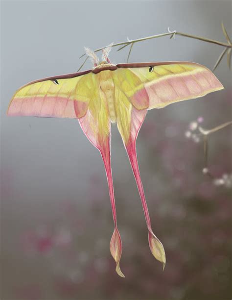 Kari LikeLikes: Madagascan Moon Moth aka Comet Moth #nature