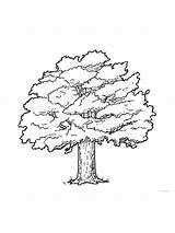 Oak coloring Pages sketch template