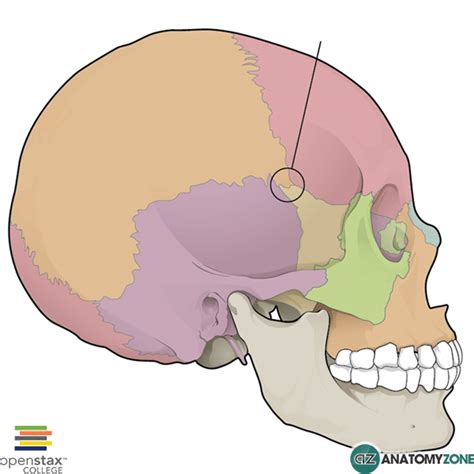 Pterion - AnatomyZone