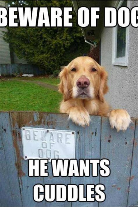 Beware of Dog! He wants to cuddle. | Dog memes, Funny animal pictures, Cute dogs