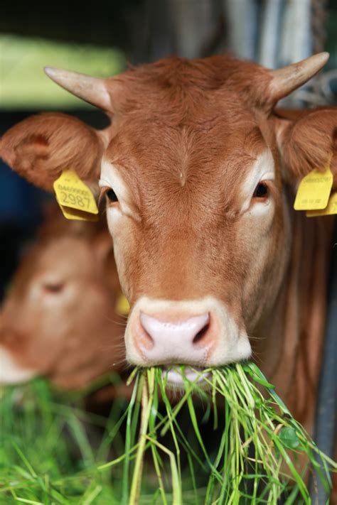 14 Things Cows Like to Eat Most (Diet, Care & Feeding Tips)