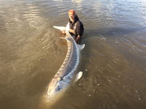 9 foot White Sturgeon for the Captain - Silversides Fishing Adventures