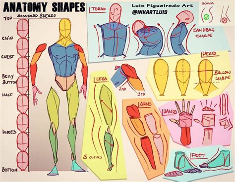 Learn How to Draw Anatomy with Basic Shapes