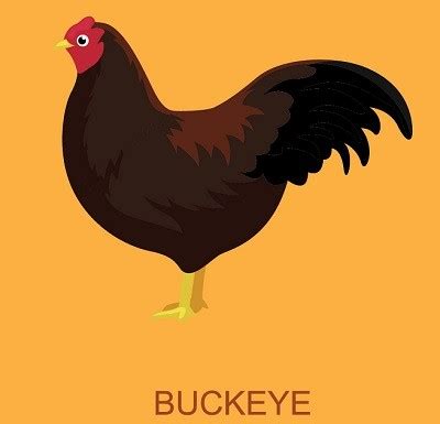 Buckeye Chicken- What You Must Know About This Breed