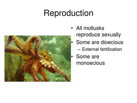 PPT - Phylum Mollusca PowerPoint Presentation, free download - ID:7045419