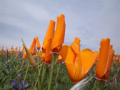 The Antelope Valley California Poppy State Reserve | Flickr