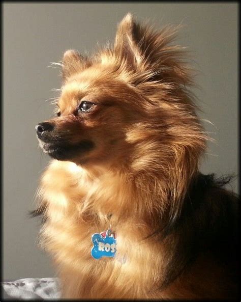 Pomeranian Chihuahua Mix For Sale Ontario - Pets Lovers