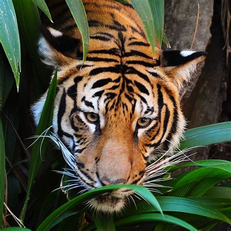 Malaysian Tiger | Photo taken at the San Diego Zoo on June 2… | Flickr