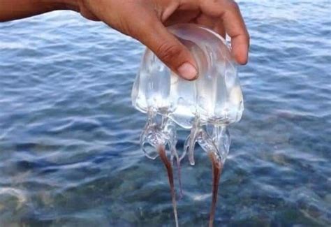 Box jellyfish sting sends 11-year-old boy to hospital in Tuburan | Cebu ...