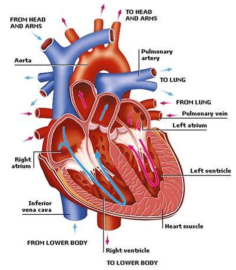 Pictures Of Circulatory System