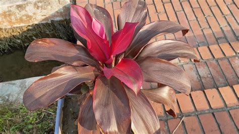 Cordyline fruticosa spring blooming flower 6403860 Stock Photo at Vecteezy