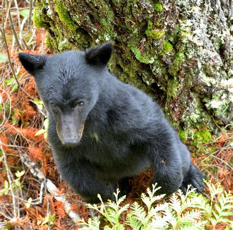 Little bear standing up to take a look - Vancouver Island | Flickr