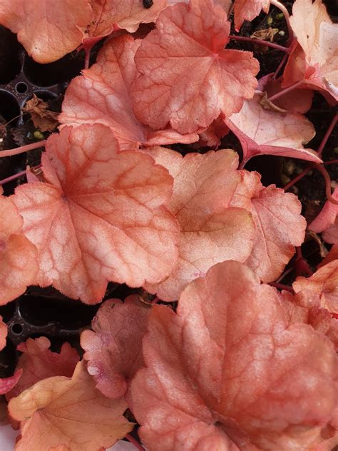 Heuchera 'Paprika' | Shop Established Heuchera | Proctors Nursery