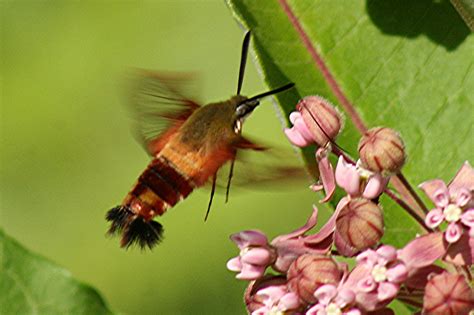 nature tales and camera trails: Clearwing Hummingbird moth