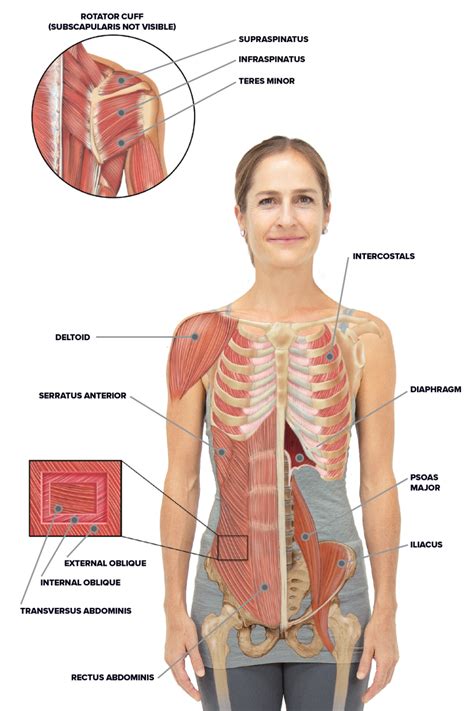 Yoga for Spine Mobility: Anatomy of the Spine and Rib Cage | Yoga ...