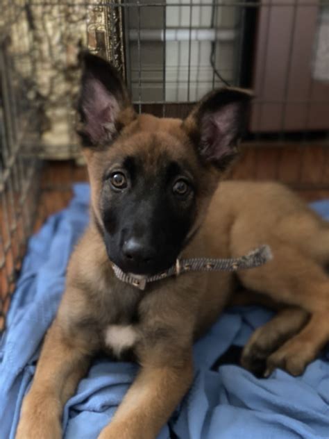 "Belgian Shepherd" Puppies For Sale | Aptos, CA #322130