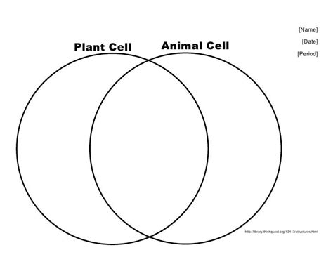 Plants Vs Animal Cells Venn Diagram