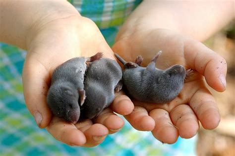 baby moles!!! | Baby mole, Baby animals pictures, Mole