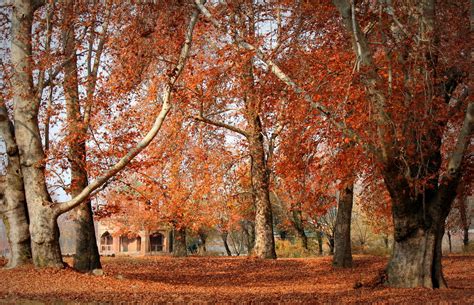 Autumn in Kashmir | Autumn dances down from the sky. Driftin… | Flickr