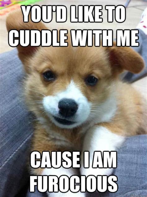 25 Cutest Cuddle Memes - SayingImages.com