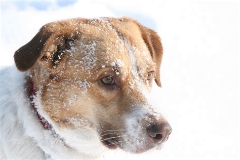 Snowy Dog 2 Free Photo Download | FreeImages