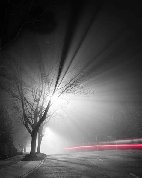 Foggy forest at night stock image. Image of mood, forest - 25665431