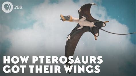 How Pterosaurs Got Their Wings - YouTube