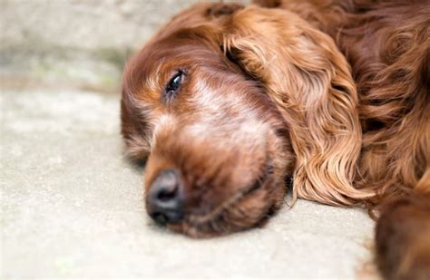 Dog Euthanasia: End of Life Options and Preparation Guide | Great Pet Care