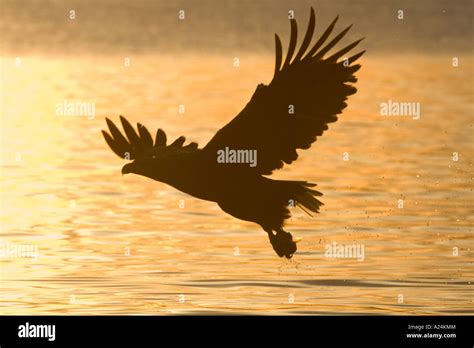 white tailed sea eagle, europe Stock Photo - Alamy