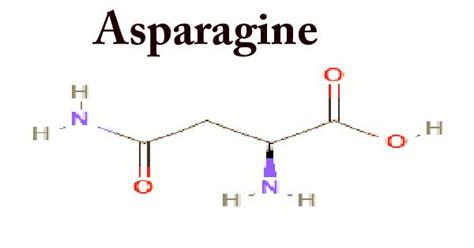 Asparagine (Structure, Function, Properties) - Assignment Point