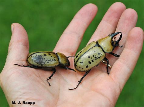 A giant among beetles: Hercules beetle, Dynastes tityus — Bug of the Week